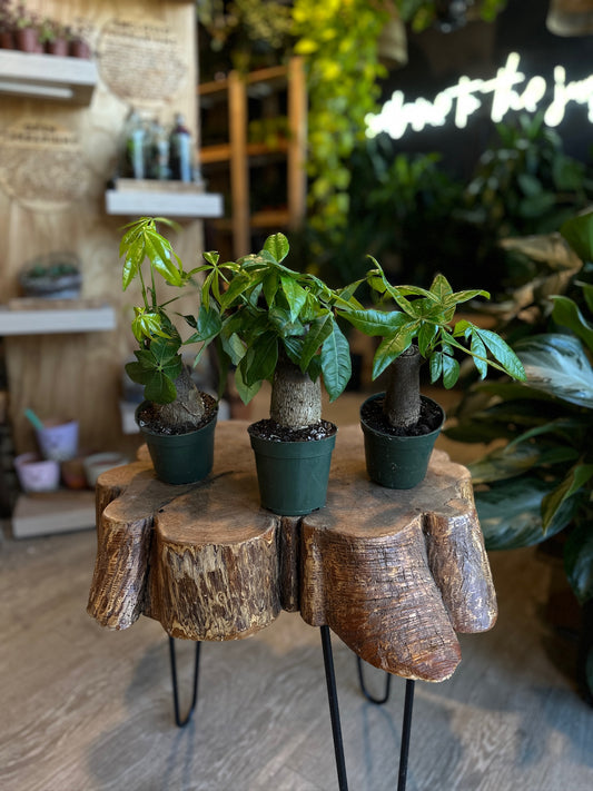 Money Tree Stump 4"