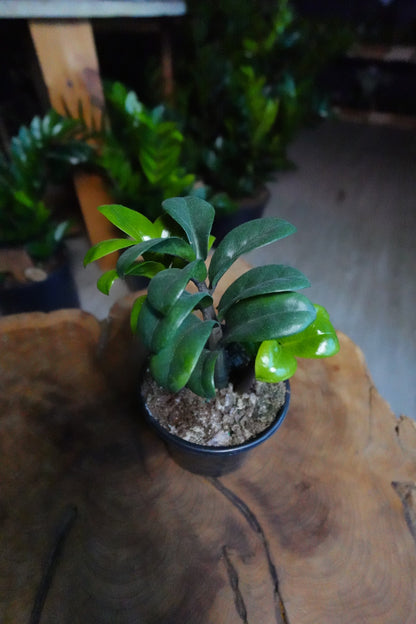 ZZ Plant Zenzi 4"