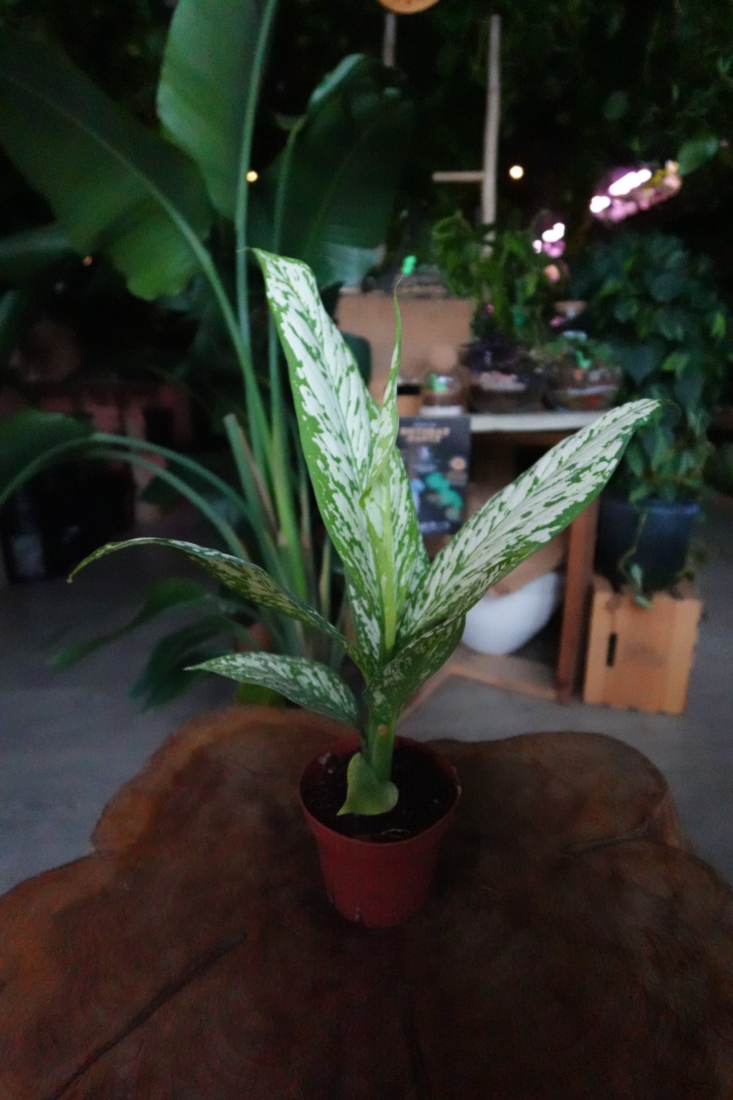 Dieffenbachia Etna 4"