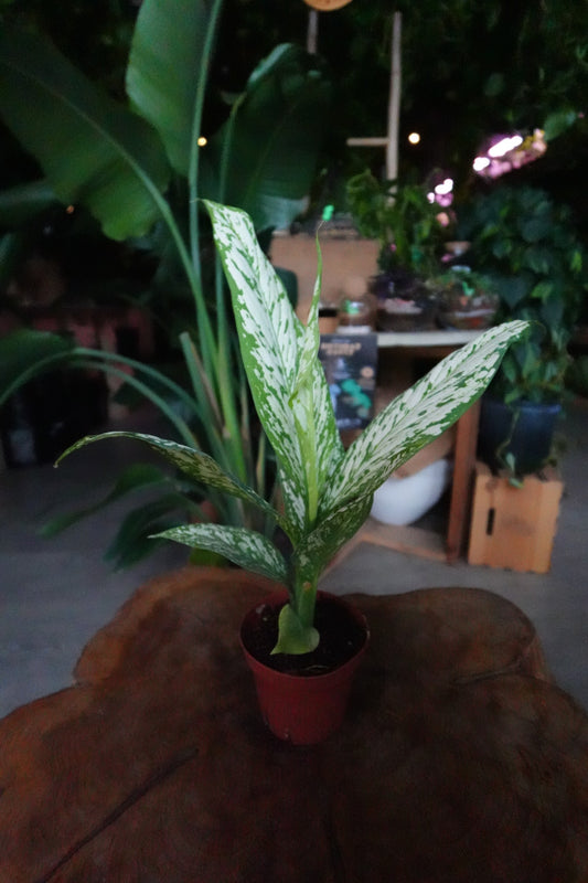 Dieffenbachia Etna 4"