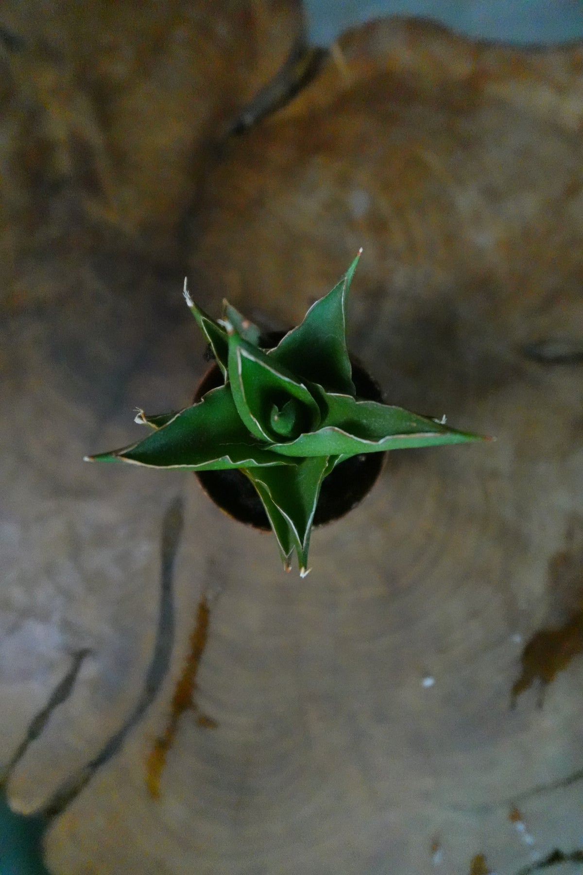 Sansevieria Green Tower 2"