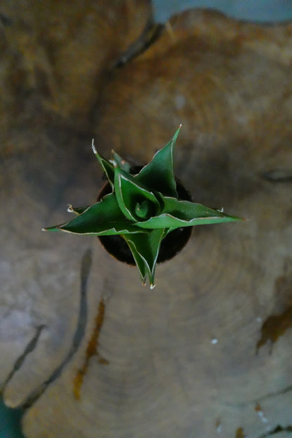 Sansevieria Green Tower 2"