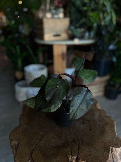 Philodendron Orange Princess 4"