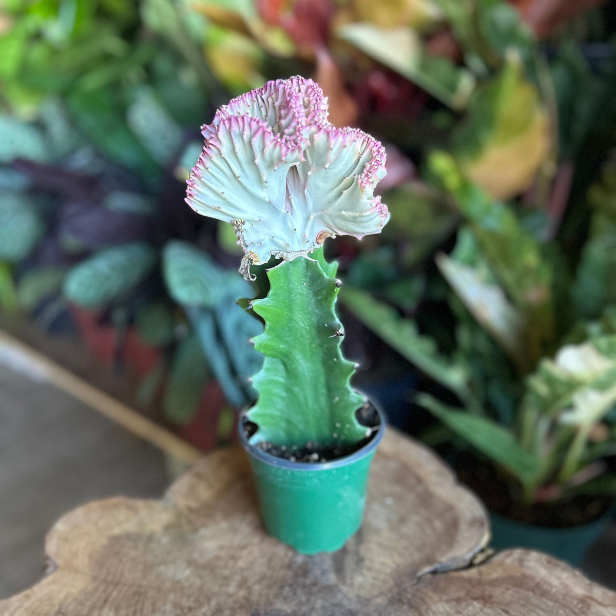 Mermaid Tail Cactus Pink 4"