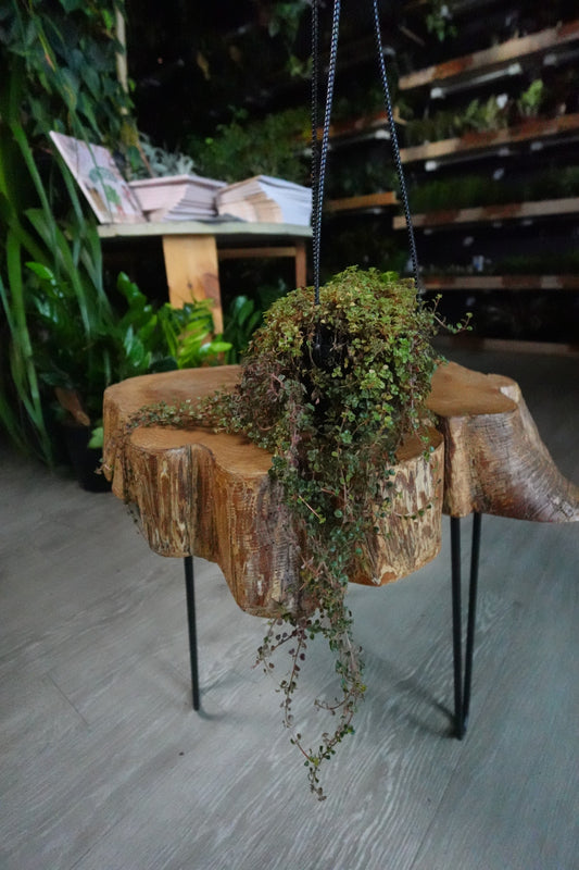 Pilea Sao Paulo HB 4"