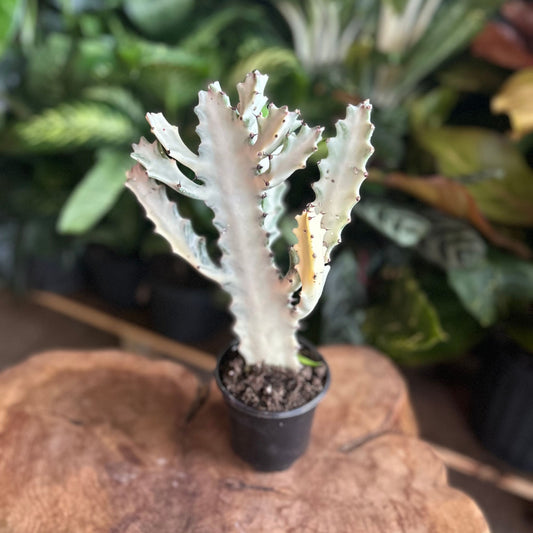 Dragon Bone Cactus 4"