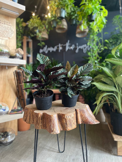 Calathea Ornata (Pinstripe) 6”