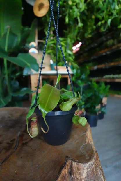 Pitcher Plant 4" HB