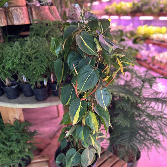 Philodendron Brasil 10"