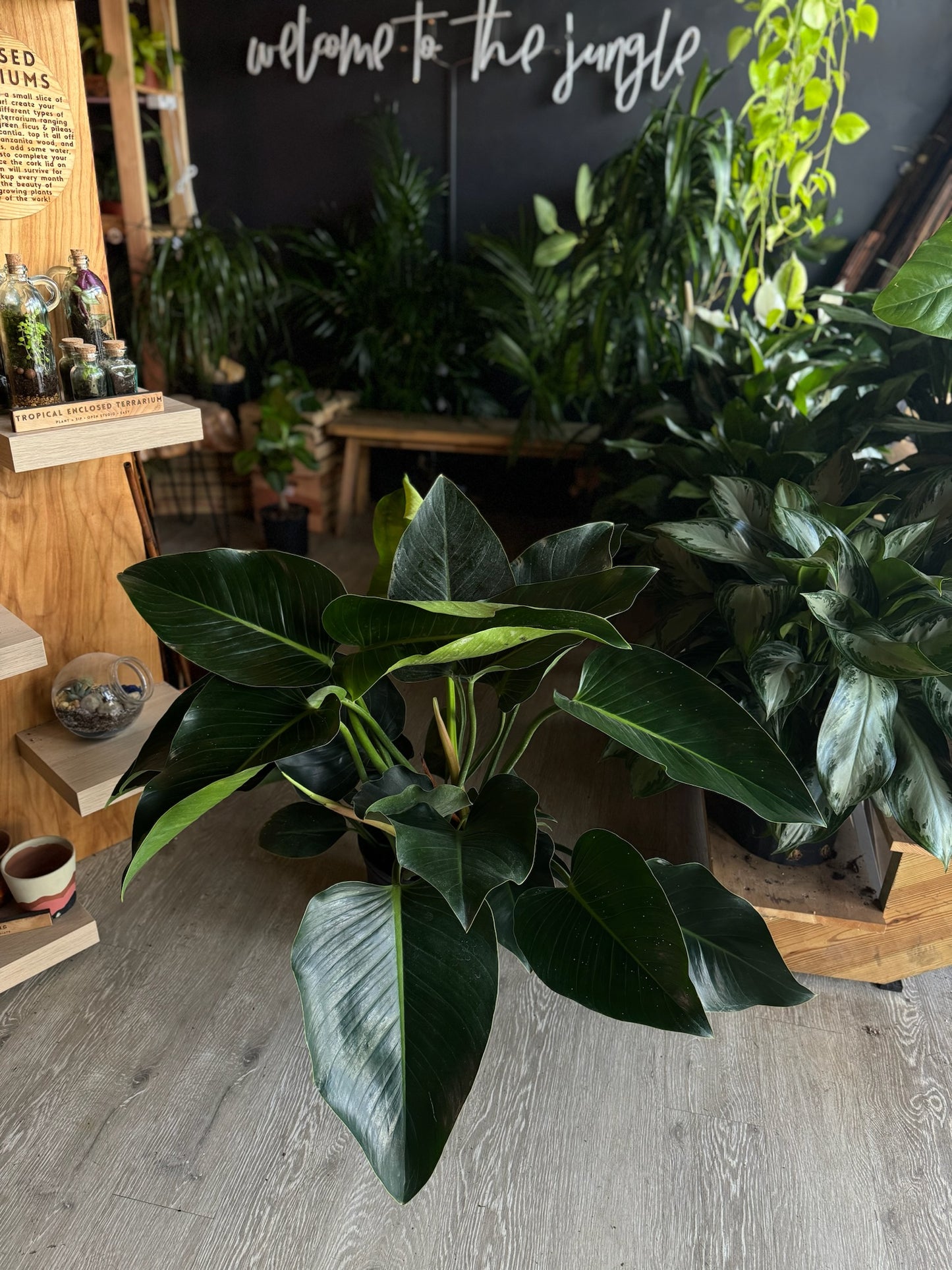 Philodendron Green Congo 8”
