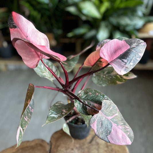 Philodendron Pink Princess 5"