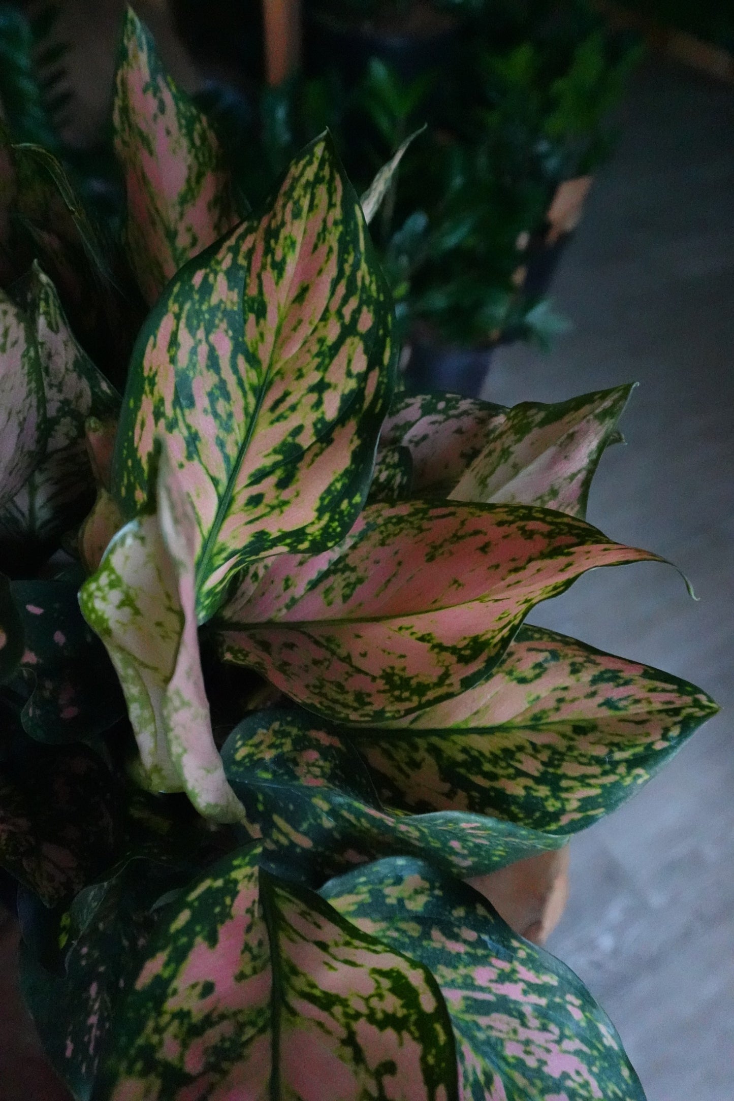 Aglaonema Red Valentine 8”