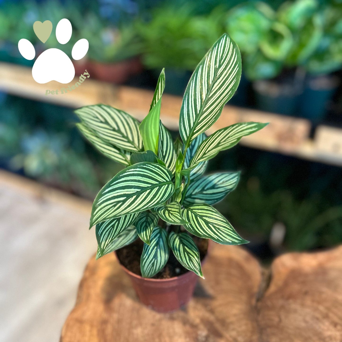 Calathea Vittata 4”