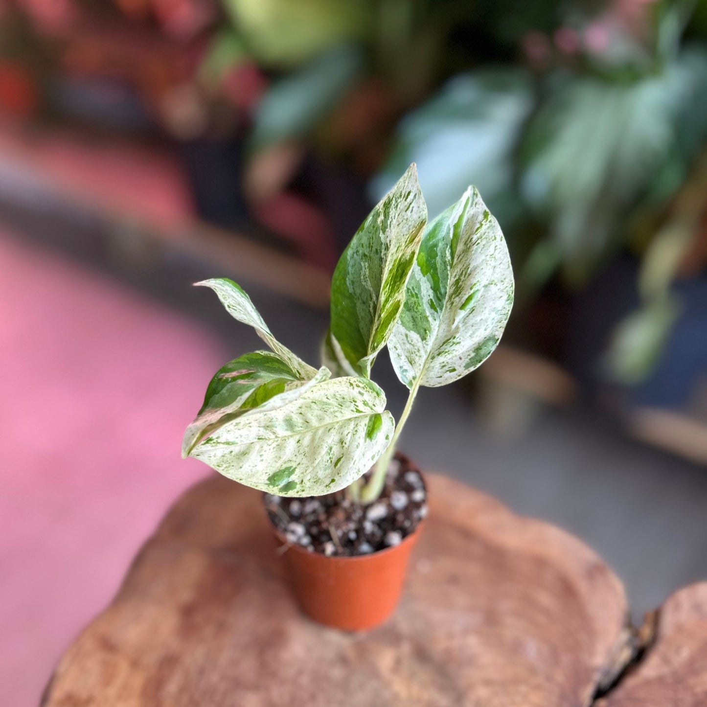 Epipremnum Pinnatum Marble 2”
