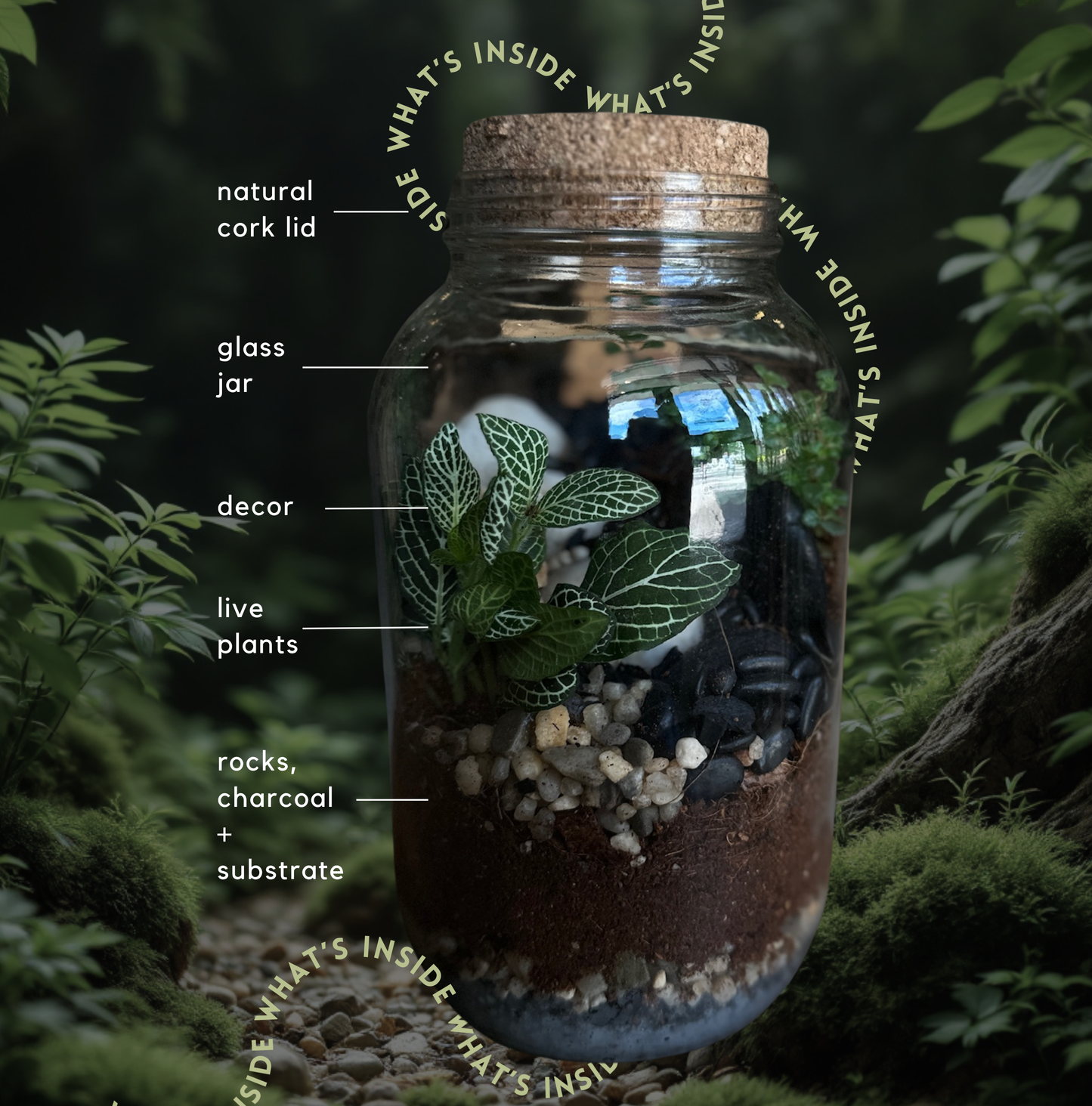Tropical Enclosed Terrarium To-Go Kit
