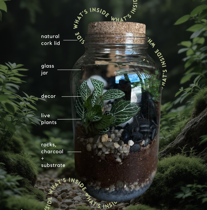 Tropical Enclosed Terrarium To-Go Kit