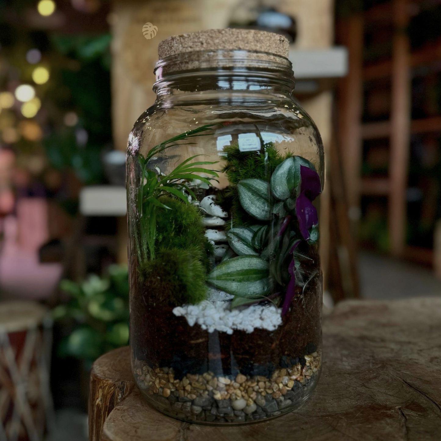 Terrarium in a glass jar on a wooden surface with a blurred background